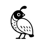 California quail drawing. Simple black and white logo design. Isolated vector bird illustration.